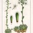 Saxifraga paniculata - wikimedia commons