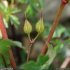 Geranium lucidum - calice