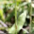 Dianthus godronianus - feuilles