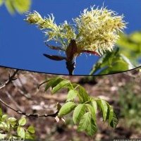 Frêne à fleurs, Fraxinus ornus