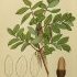 Quercus ilex - wikimedia commons
