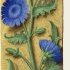 Chicorée sauvage – Grandes Heures d'Anne de Bretagne, J. Bourdichon, f31r