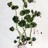Lamium amplexicaule - wikimedia commons