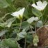 Cerastium latifolium - calice