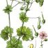 Geranium pyrenaicum - wikimedia commons