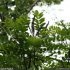 Amorpha fruticosa - feuilles