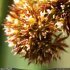 Juncus conglomeratus - fleurs