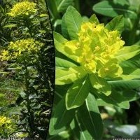 Euphorbe d'Irlande, Euphorbia hyberna