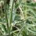 Picris hieracioides - tige et feuille
