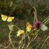 Centranthus ruber - Vol du papillon Citron de Provence (Gonepteryx cleopatra)