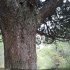 Cupressus arizonica - tronc, écorce
