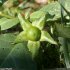 Atropa belladonna - fruit immature