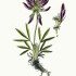 Trifolium alpinum - wikimedia commons
