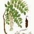 Robinia pseudoacacia - wikimedia commons