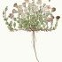 Cerastium latifolium - wikimedia commons
