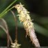 Carex pendula - épi mâle