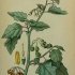 Solanum villosum - wikimedia commons
