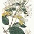 Lonicera japonica - wikimedia commons