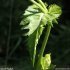Cirsium oleraceum - feuille