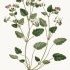 Erodium malacoides - wikimedia commons