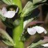 Acanthus mollis - fleurs
