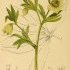 Helleborus viridis - wikimedia commons