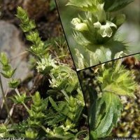 Crapaudine des Pyrénées, Sideritis hyssopifolia s. eynensis