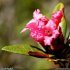Rhododendron ferrugineum - fleur