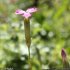 Dianthus godronianus - fleur, calice