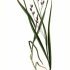 Melica uniflora - wikimedia commons