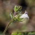 Campanula erinus - fleur