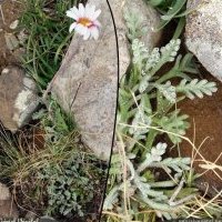 Petite Marguerite, Leucanthemopsis alpina s. minima