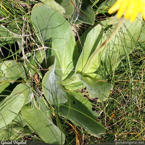 Arnica (Arnica montana) - Lexique des plantes : Plantes