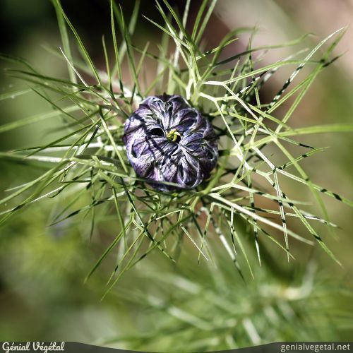 Nigella damascena - Nigelle de Damas - Génial Végétal