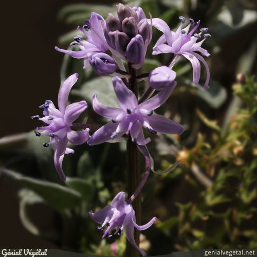 Tractema lilio-hyacinthus - Jacinthe des Pyrénées - Génial Végétal