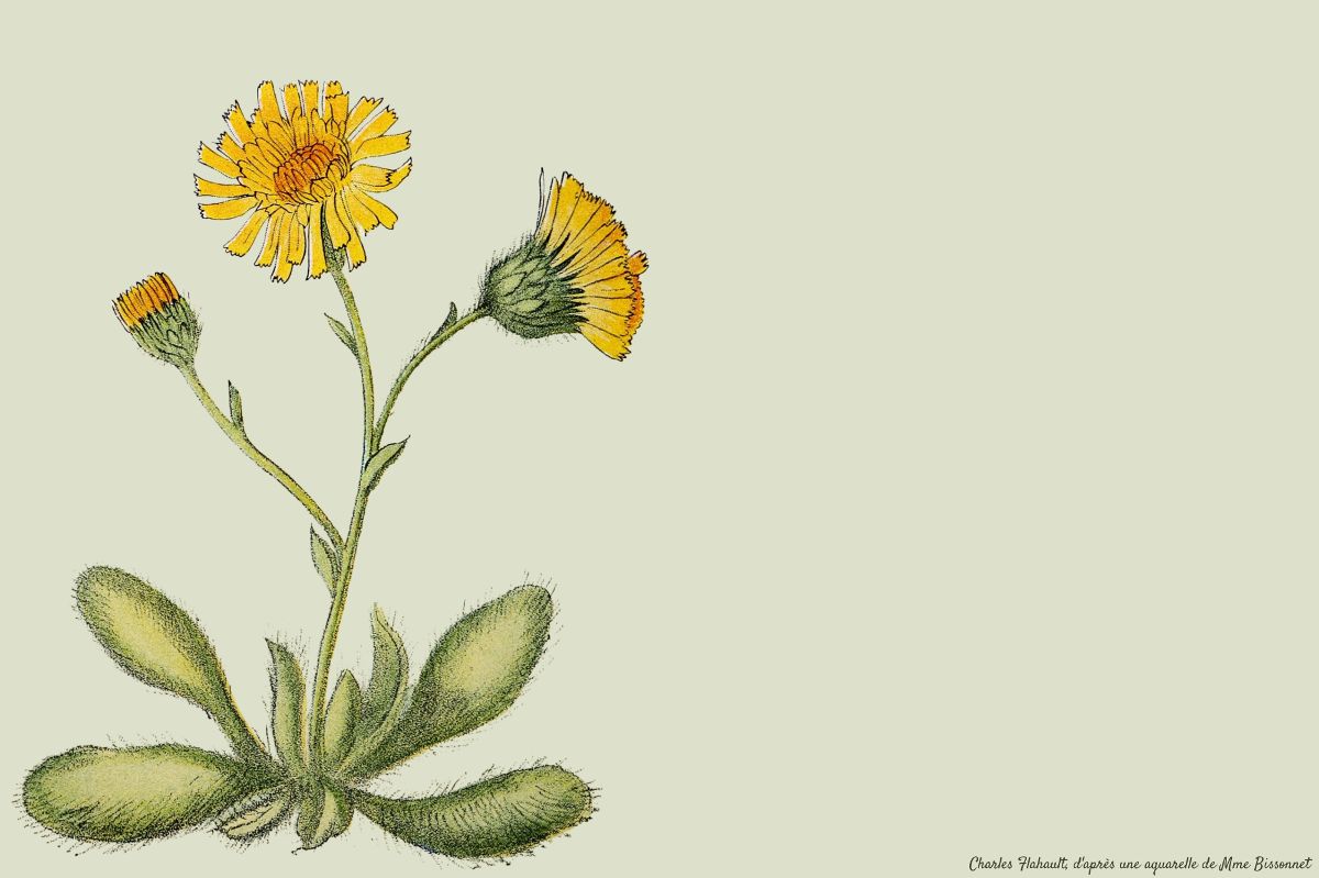 Plantes du genre Hieracium, Astéracées Génial Végétal