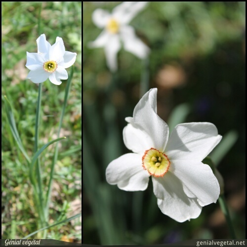 Narcissus poeticus - Narcisse des poètes - Génial Végétal
