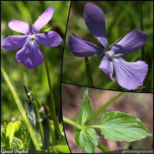 Viola cornuta - Pensée cornue - Génial Végétal