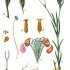 Dianthus armeria - wikimedia commons