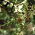 Juniperus phoenicea - rameau, inflorescences, fruits
