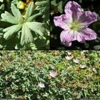 Géranium cendré, Geranium cinereum
