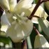 Yucca gloriosa - fleur