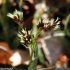 Luzula campestris - inflorescence