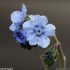 Cynoglossum amabile - fleur