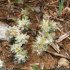 Paronychia argentea - fleurs