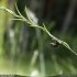 Brachypodium phoenicoides - galipette d'Anisoplia tempestiva