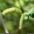 Cytisophyllum sessilifolium - fruit