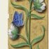 Stellaire holostée – Grandes Heures d'Anne de Bretagne, J. Bourdichon, f45r