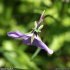 Viola cornuta - calice