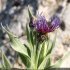 Centaurea semidecurrens - Inflorescence